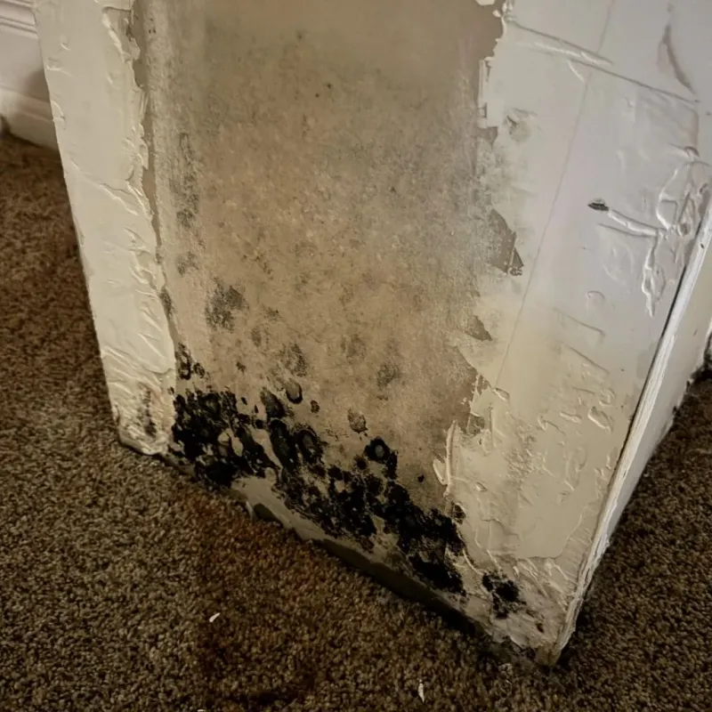 Professional Mold Removal in Washington County, MN
